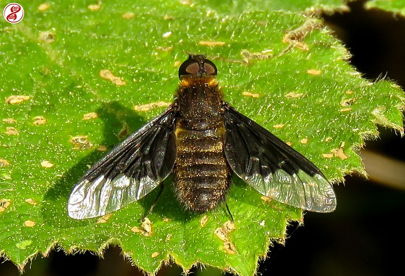 Pınarbaşı/Kastamonu bölgesinde fotoğraflanmıştır, Hemipenthes morio (Linnaeus, 1758).