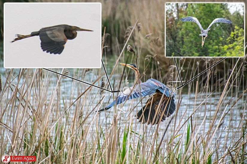 Havalanırken sazlıklara takılan bir yetişkin.