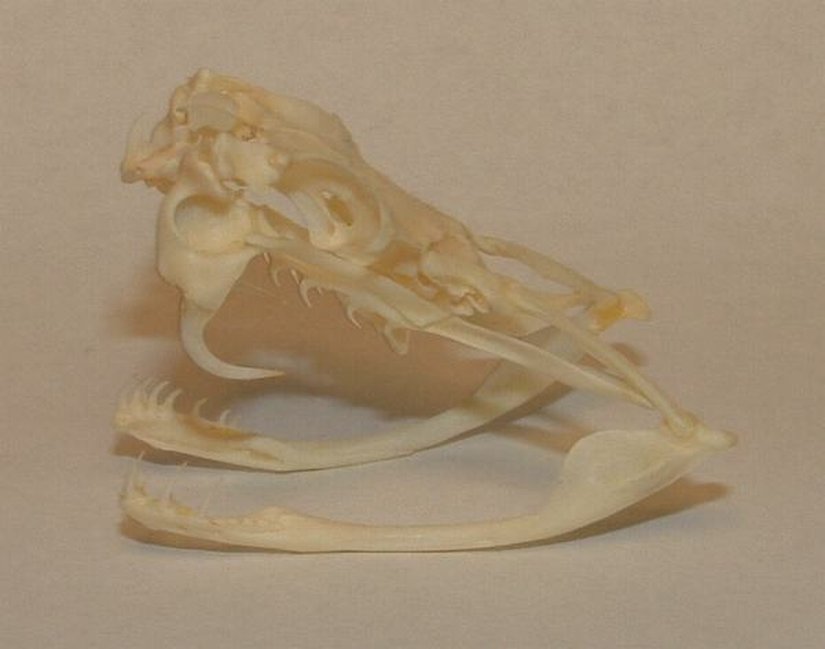 Solenoglif tipi yılanların ağız ve kafa anatomisi...