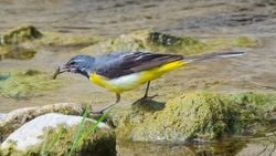 Dağ kuyruksallayanı (Motacilla cinerea)