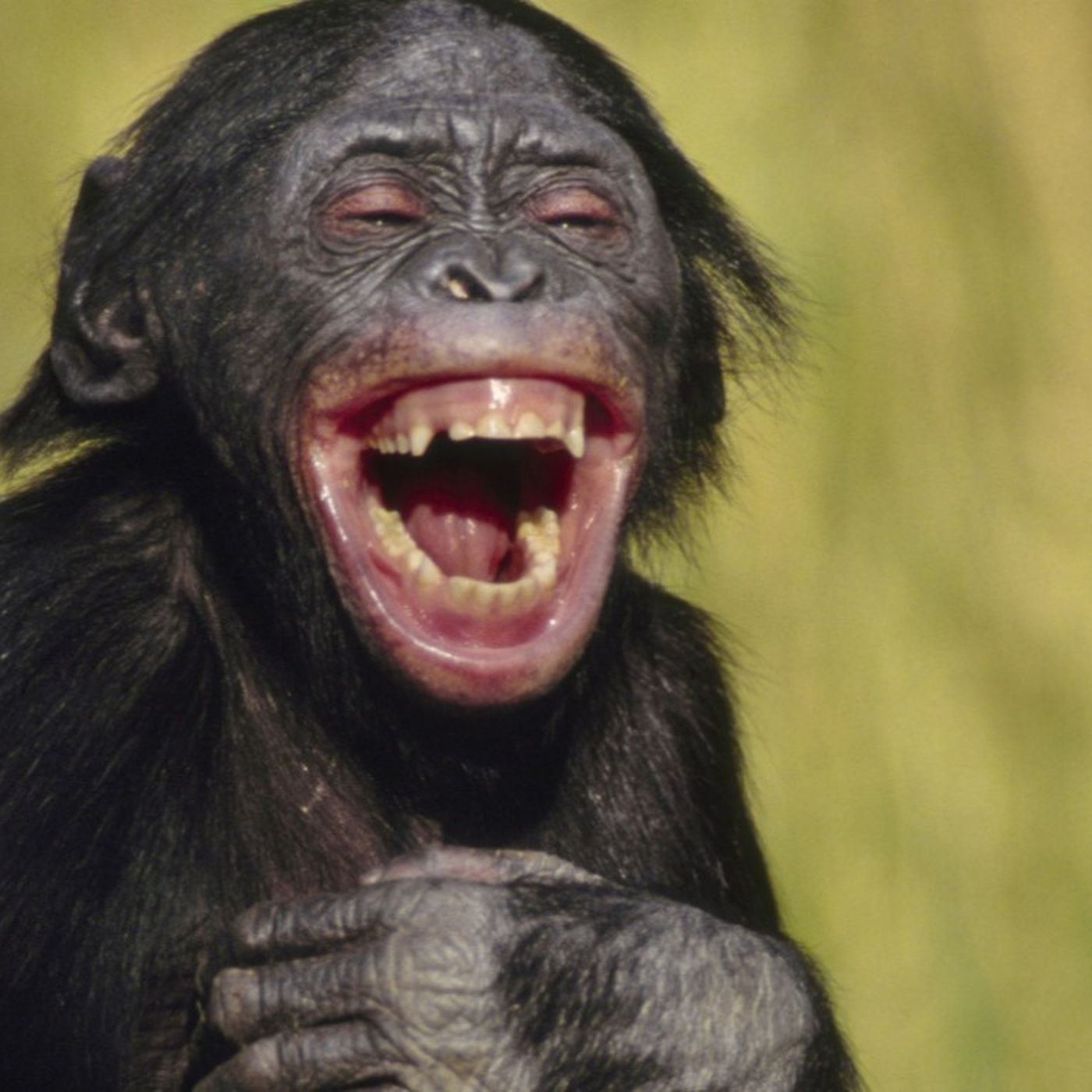 Gülmenin Evrimsel Kökenleri Eğlenmeye Değil, Hayatta Kalmaya Dayanıyor!