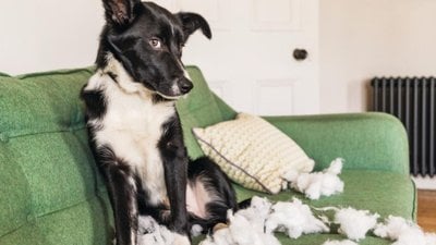 Köpeklerde Dikkat Eksikliği ve Hiperaktivite Bozukluğu (DEHB) Olabilir mi?