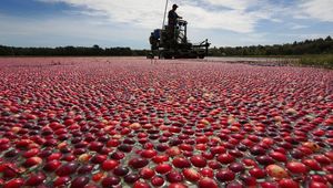 Cranberry Harvest Celebrations Bloom At Ocean Spray