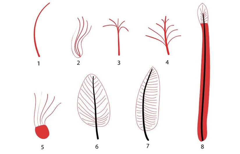 1. Tek filament evrimi. 2. Tek tabana bağlı çok filamentin evrimi. 3. Çoklu filamentlerin merkezi bir filamentle birleşimi. 4. Merkezi filament üzerinde boydan boya filamentlerin evrimi. 5. Çoklu filamentlerin membranımsı bir yapıdan uzanışı. 6. Pennaceous tüyün evrimi. Barblar dahil. 7. Pennaceous tüyde asimetrik tüy sapının evrimi.