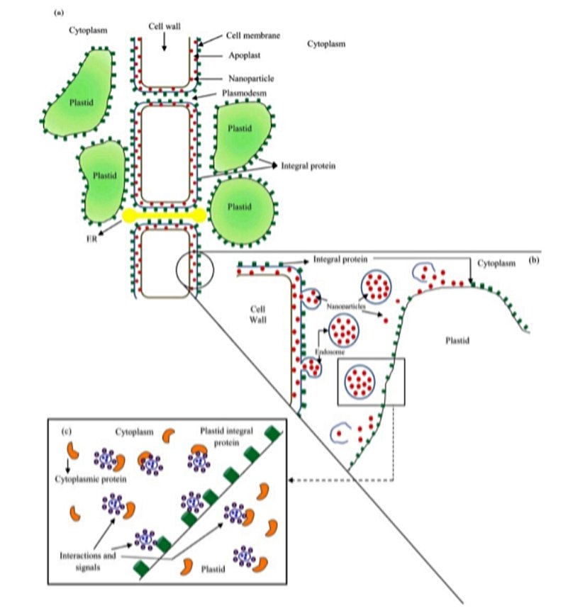 Şekil 5. Nanoparçacıkların veya nanomateryallerin hücre yüzeyleriyle etkileşimi. (a) Bağlanma, NP veya NM'nin çevresini saran korona yüzeyinin serbest enerjisi veya yüklü grupları aracılığıyla hücre duvarına veya membrana gerçekleşir, aynı zamanda yüzeyler arasında birleşmeye neden olan hidrofobiklik olaylarına da neden olabilir. (b) Hücre duvarına veya membrana bağlandıktan sonra, NP veya NM doğrudan internalizasyon, endositoz olayları veya gözenek oluşumu nedeniyle sitoplazmaya kabul edilir. (c) NP sitoplazmaya internalize olduktan sonra, sitoplazmik proteinlerle, iç membranlarla veya organellelerle etkileşimler meydana gelir, bu da bir dizi metabolik ayarlamaya ve gen ekspresyonundaki değişikliklere yol açar ve bitkinin başka doku veya organlarında bulunan diğer hücrelere sinyal gönderir. Bu aşamada, NP'nin ve hücresel ortamın etkileşiminin, başka hücresel yanıtları tetikleyen bileşenler (örneğin bakır NP'sinden Cu2+) salınabilir.