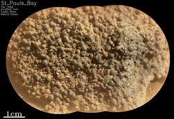NASA’nın Perseverance Aracı, Mars’ta Şaşırtıcı Küreler İçeren Gizemli Bir Kaya Keşfetti.