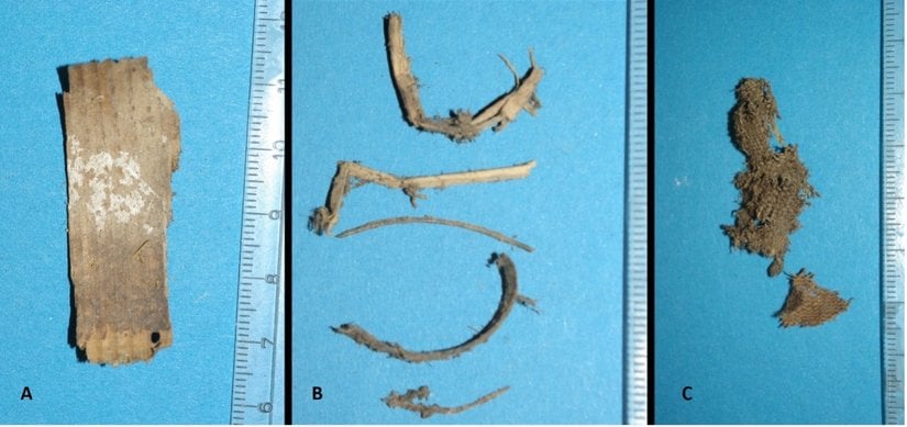 Karın bölgesinin otopsisi sırasında bulunan dolgu materyalinin analizi. A: Tipik talaş, B: Çeşitli bitki dalları, C: Keten veya kenevirden yapılmış bir parça kumaş. Görsel: Andreas Nerlich.