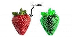 Kualia ve Renkler: Herkes Renkleri Aynı mı Görür?