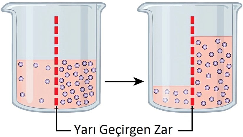Osmozda su her zaman daha yüksek konsantrasyonlu bir alandan daha düşük konsantrasyonlu alana doğru hareket eder. Bu sistemde çözünen madde seçici geçirgen zardan geçemez.