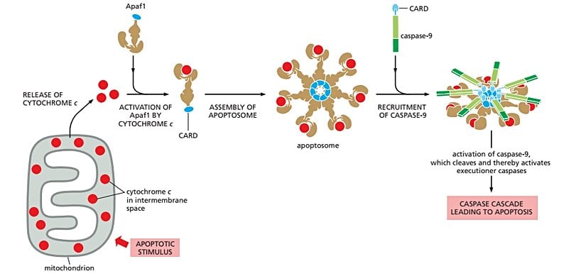 Apoptozun içsel yolağı ve apoptozom kompleksi oluşumu.