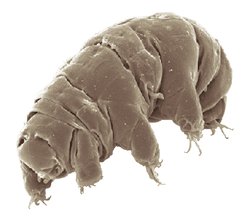 Tardigrade neden bu kadar dayanıklı bir şekilde evrimleşti?