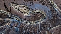 Tüylü Fosil, Kuşların Uçmaya Nasıl Başladığına Dair Yeni İpuçları Sundu.