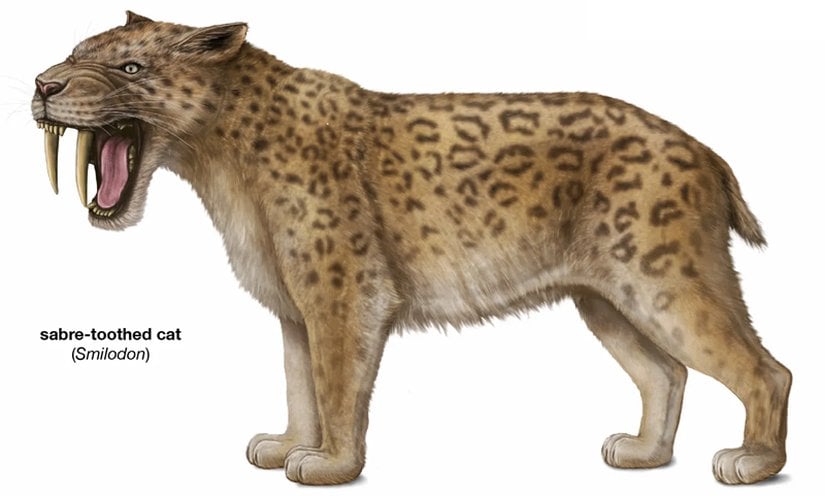Smilodon: Kılıç Dişli Kedi