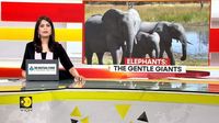 Elephants shield calves as earthquake strikes California