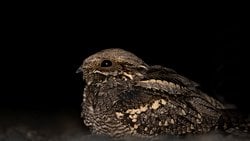 Çobanaldatan (Caprimulgus europaeus)