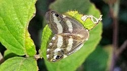 Japon yaprakçekirgesi (Ricania japonica)