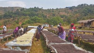 Authorities Target Illegal Coffee Production Operations