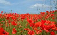 Where to watch ANZAC DAY services and specials across Australia