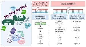 Revealing CHD6's Role In DNA Repair And PARP Sensitivity