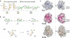 Understanding Alginate Lyases Could Transform Bioprocessing