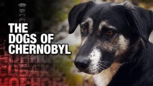 Chernobyl Dogs Mutate To Survive Nuclear Fallout