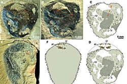 Bilim İnsanları 240 Milyon Yıllık Fosil Gizemini Çözdü: Canlının Kimliği Ortaya Çıktı
