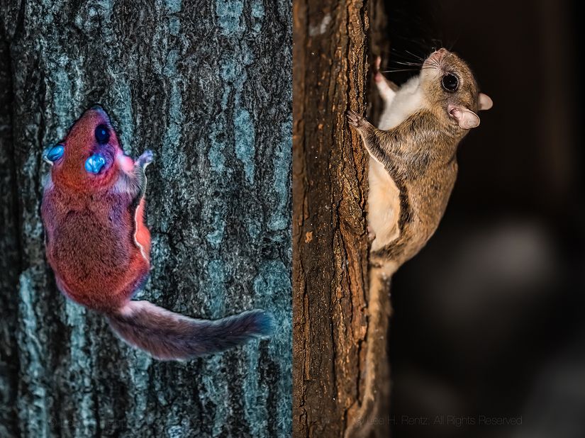 Güney uçan sincabı (Glaucomys volans)