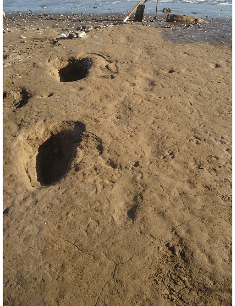 Megatherium americanum ve insan (Homo sapiens) ayak izleri