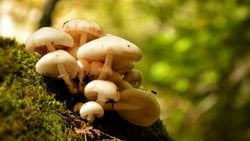 ​Nükleer Enerjinin Tadı: Radyosentez ve Yaşamın Radyoaktif Sınırları