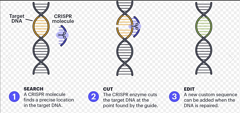 CRISPR, bakteriyel bağışıklık sisteminden yararlanarak, Cas9 adlı bir protein kullanarak DNA'yı kesin konumlarda kesen bir moleküler makas işlevi görür. DNA kesildikten sonra, hücrenin doğal onarım mekanizmaları devreye girer ve bu kesim bölgesinde DNA'nın düzenlenmesine olanak tanır.