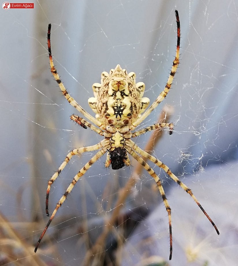 Dişi bireyin alt kısmı.