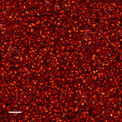 Sakin Güneş Üzerindeki Parlak Noktalar