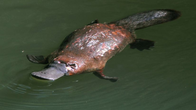 İnanması Güç: Platypus