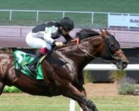 Coppola Sizzles To Turf Course Record At Horseshoe Indianapolis