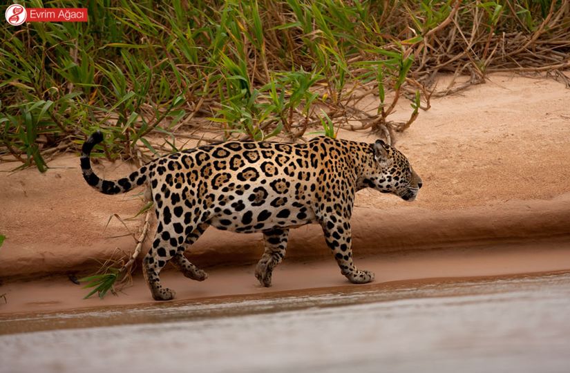 Jaguar (Panthera onca)