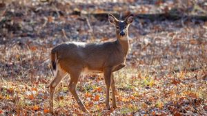 Kootenay Region Faces Urgent Response To Deer Disease Outbreak