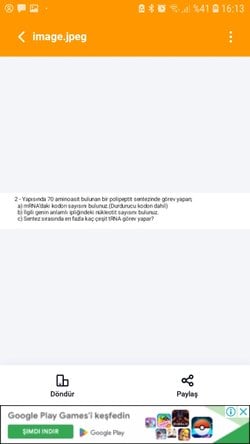 Kodon sayısı, nükleotid sayısı ve en fazla kaç çeşit trna görev yapar?