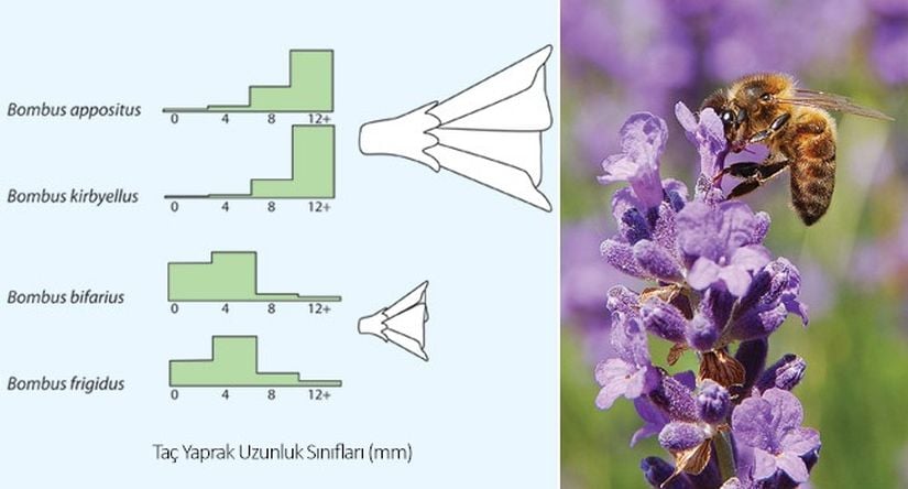 Görsel 1. Yabanarılarında (Bombus spp.) kaynak paylaşımı. Türlerin farklı uzunlukta hortumlarının olması, onlara farklı uzunluktaki taç yapraklı bitkilerden faydalanma olanağı sağlar. Birbirine yakın uzunlukta hortumları olan türler farklı yüksekliklerde yaşarlar (Pyke 1982). Görsel Begon ve ark. (1990) çalışmasından uyarlanmıştır.