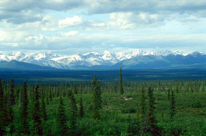 Boreal (tayga) ormanı, kısa ve kozalaklı ağaçlara sahiptir.