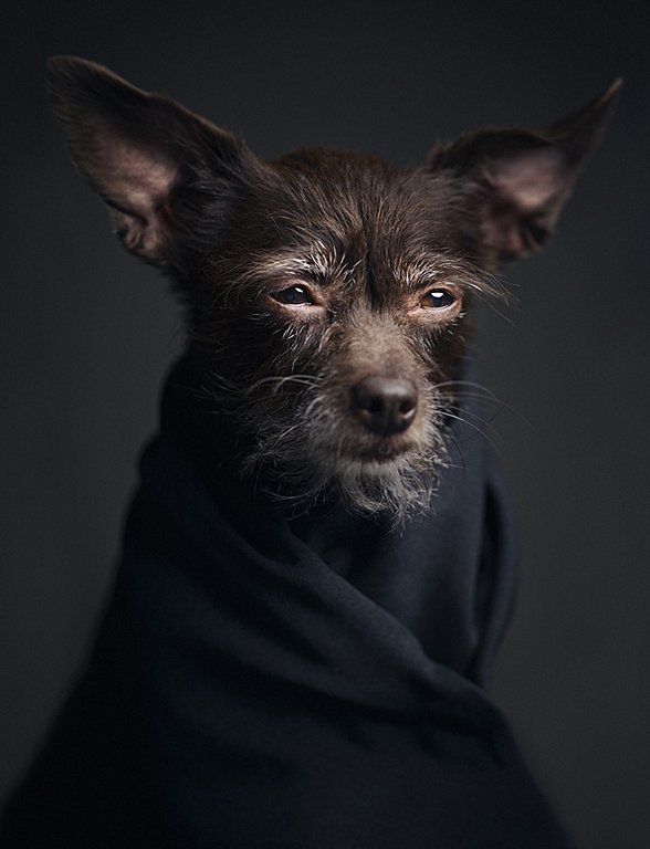 Örneğin; bu köpeğin kaşını görebiliyoruz ve belki daha başka türlerde de olabilir ancak kürkünden dolayı görünmüyor olabilir.