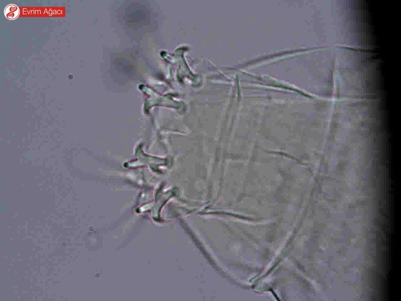 Milnesium sp. çifte pençe yapısı.