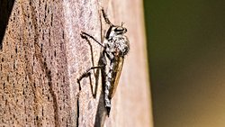Suikastçi Sinekler (Asilidae)