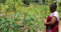 In Kenya, a search for links between a changing climate and mental health