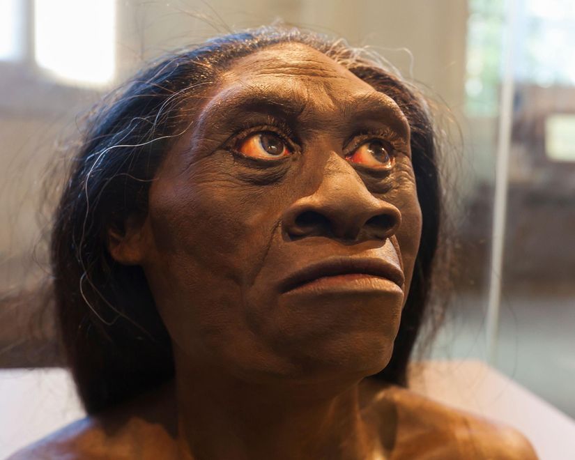 Homo floresiensis rekonstrüksiyonu