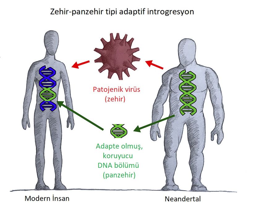 Modern insanlarla Neandertaller arasındaki zehir-panzehir tipi adaptif introgresyon.