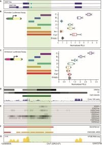 Regulation of WNT16 in bone may involve upstream enhancers within CPED1 - Scientific Reports