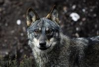 El Congreso aprueba que el lobo se vuelva a cazar al norte del Duero con los votos de PP, Junts, Vox y PNV