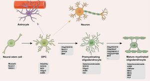 New Study Reveals Oligodendrocyte Precursor Cells Impact Neuronal Health