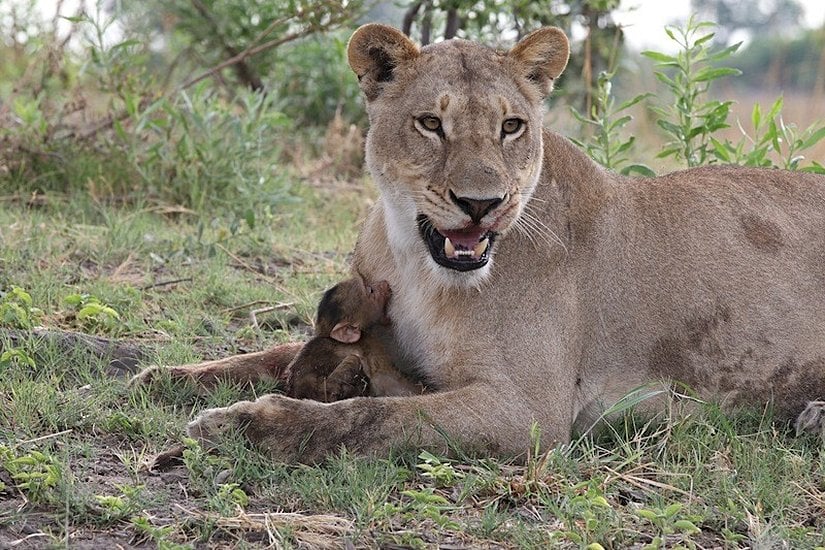 Yavru babun, annesi yerine aslanı emmeye çalışıyor. Ancak aslanın memelerinden değil; annesinin normalde memelerinin bulunması gereken yerden emmeye çalışıyor.