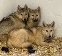 DNA results confirm breed profile of three 'wolves' found roaming in Preston